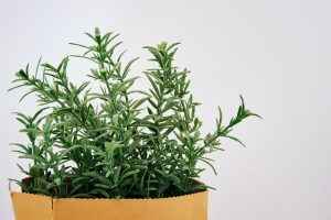 Rosemary plant