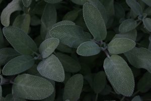 Sage plant