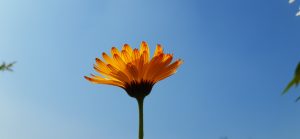 calendula plant