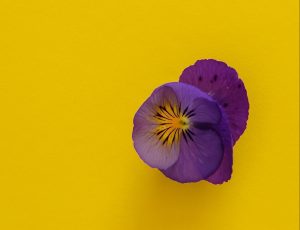 heartsease plant