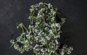 thyme plant